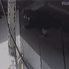 Cat falls off house