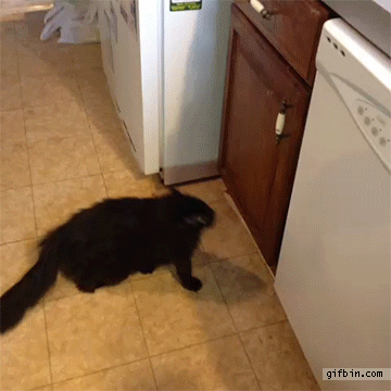 cat-uses-door-to-jump-on-counter.gif