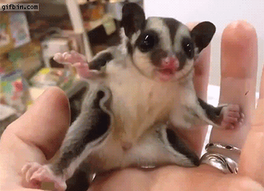 1424685755_baby_sugarglider_is_scared.gif