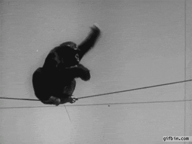 1333040745_drunk_chimp_on_a_wire.gif