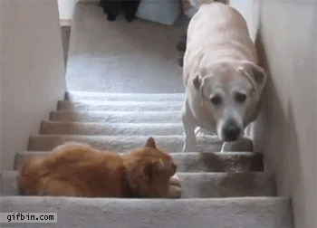 1395774641_dog_afraid_of_cat_goes_up_stairs.gif