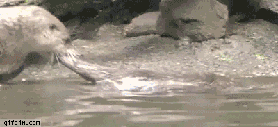 1397863236_otter_pulls_his_baby_out_of_the_water.gif