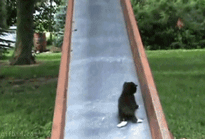 1274087544_cats-on-a-slide.gif