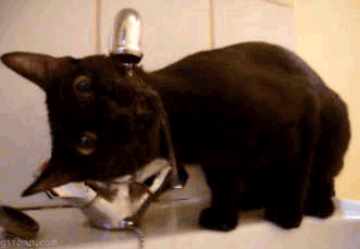 1274435364_cat-drinking-from-tap.gif
