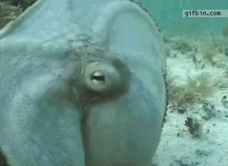 1305563055_camouflaged-octopus.gif