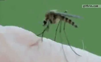 1306144851_timelapse_closeup_mosquito_bite.gif