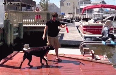 1377535709_dog_catching_toy_fail.gif