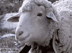 [Imagen: 1284719828_dramatic-sheep.gif]