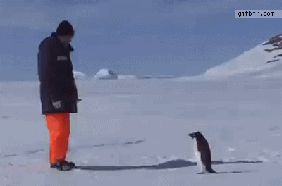 Image result for gif penguins funny