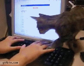 1285930877_cat-walks-on-keyboard.gif