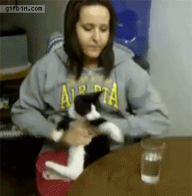 cat-wants-to-drink-from-glass.gif