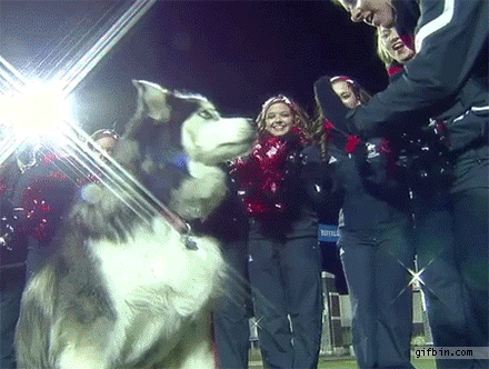 http://www.gifbin.com/bin/112013/1387404115_northern_illinois_husky_mascot_diesel_gives_out_a_highfive.gif