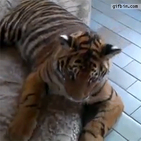 1419272688_jack_russell_terrier_catches_tigers_tongue.gif