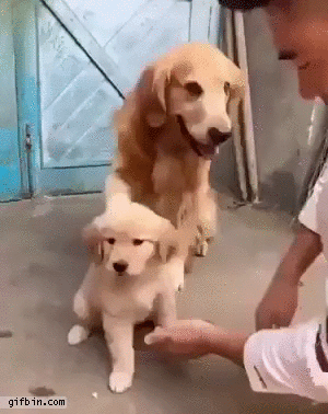 friendly-golden-retriever-protects-puppy.gif