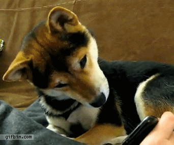1323882446_dog_confused_by_video.gif