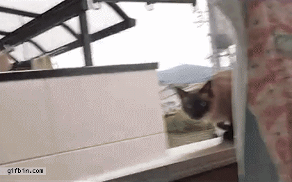 [Imagen: 1324316240_cat_jumps_off_balcony_ledge.gif]