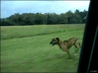 [Image: 1234529240_dog_jumps_out_of_moving_car.gif]