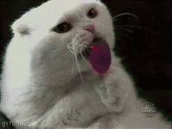 1236242136_cat_licking_lollipop.gif