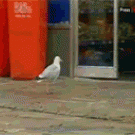 Seagull steals from store