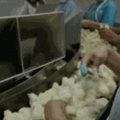 Sorting the chicks