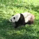 Panda rolling