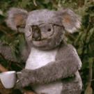 You wouldn't hit a koala with glasses, would you?