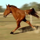 Two legged horse on the run