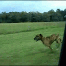 Dog jumps out of a moving car