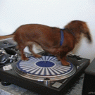 Dog spinning on turntable