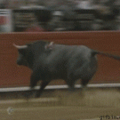 Bullfighting - Bull jumps into crowd