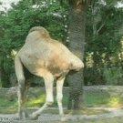 Headless camel walking around