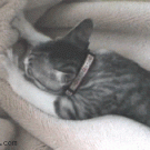 Cat massaging blanket