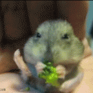 Hamster eating broccoli om nom nom