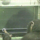 Chimp memory test