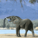 Elephant blows himself up
