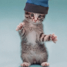 Cute cat dancing