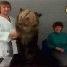 Woman gets attacked by bear on TV