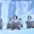 Happy feet little penguins dancing