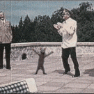 Hitler cat dance