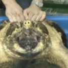 Turtle bite