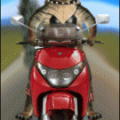 Chipmunk riding bike