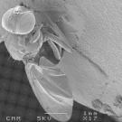 Spinning fly macro