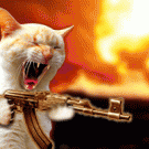 Kitten Kalashnikov