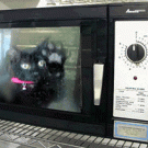 Cat in microwave