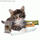 Kitten makes a joint