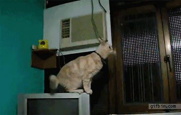 Cat Jump Fail | Best Funny Gifs Updated Daily