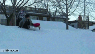 Dog Steals Sled | Best Funny Gifs Updated Daily