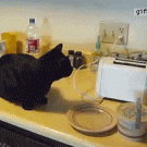 Cat scared by toaster