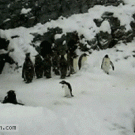 Happy Feet IRL: penguin jumping around