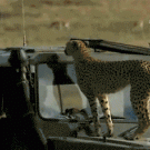 Cheetah poops inside Jeep